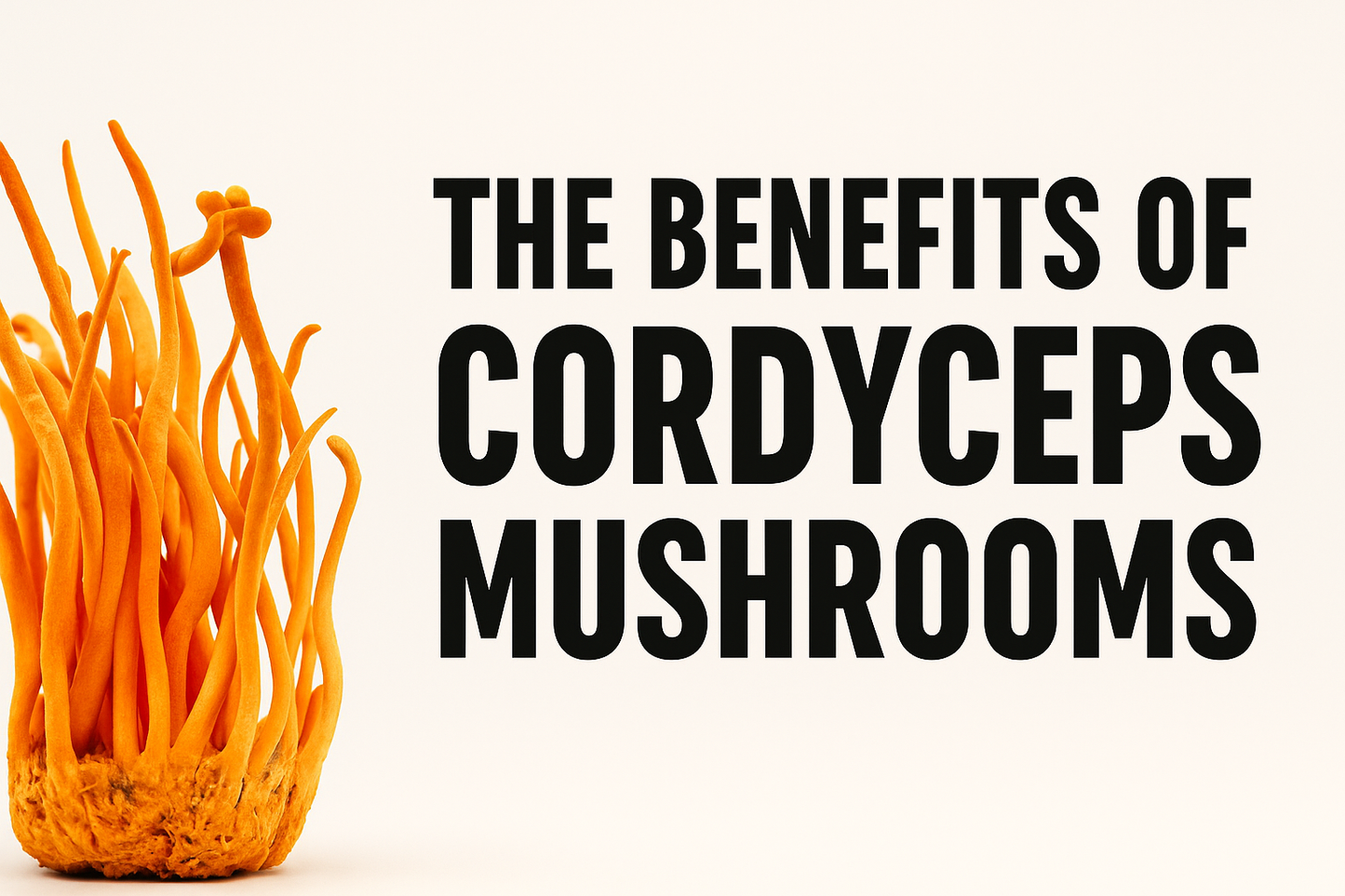 Cordyceps Militaris: The Ancient Mushroom for Natural Energy, Stamina & Immunity