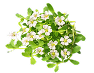 Brahmi Extract (10:1) — 100 mg