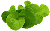 Gotukola Extract (10:1) - 100 mg