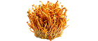 Cordyceps militaris — 800 mg