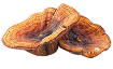 Reishi Extract - 800 mg
