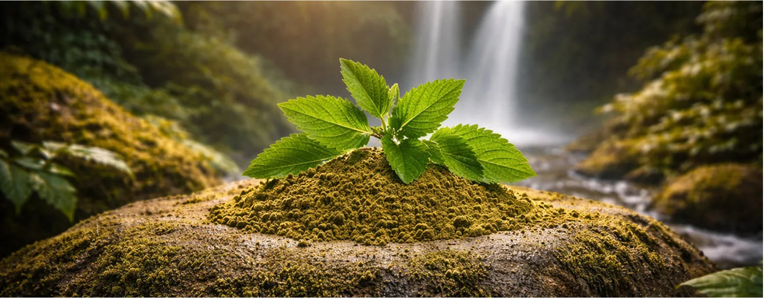 Tulsi (Holy Basil)